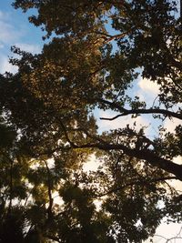 Low angle view of trees against sky