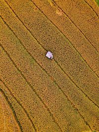 Aerial panorama of agrarian rice fields landscape like a terraced rice fields ubud bali indonesia