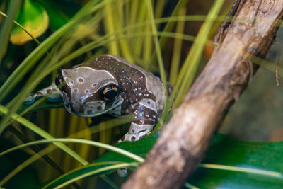 Close up of a mission golden eyed tree frog in captivity