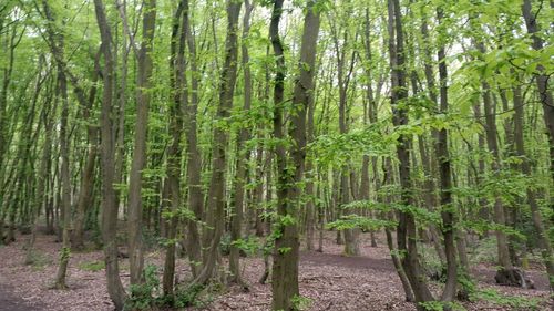 Bamboo trees in forest