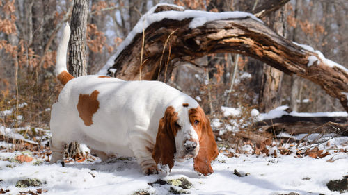 View of a dog on snow covered land