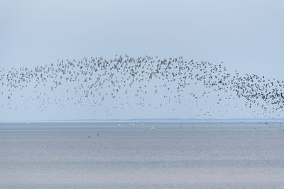 Scenic view of sea and birds against clear sky