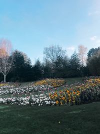 Scenic view of flowers in field against sky