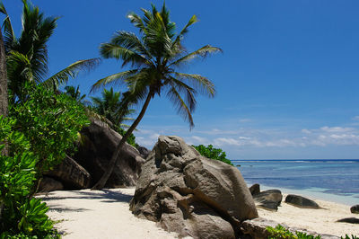 Coconut palm trees on beach against blue sky seychelles