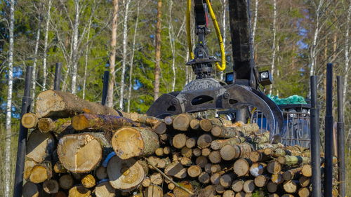 Stack of logs in forest