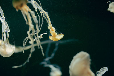 Jellyfish swimming in aquarium