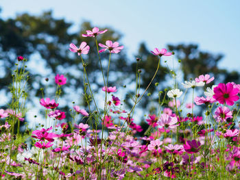 Close-up of pink cosmos flowers blooming against sky