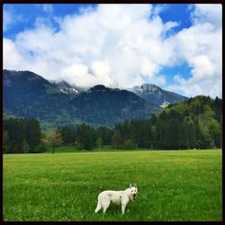 Scenic view of grassy field against cloudy sky