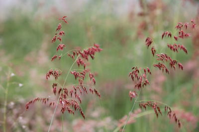 Close-up of red flowering plant