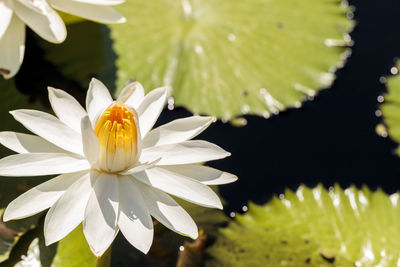 Close-up of white flowering plant