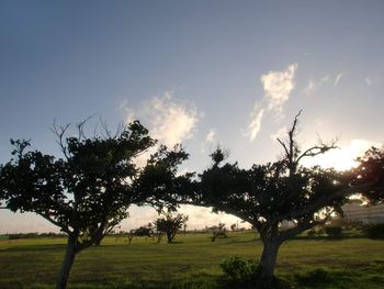 Trees on field against sky