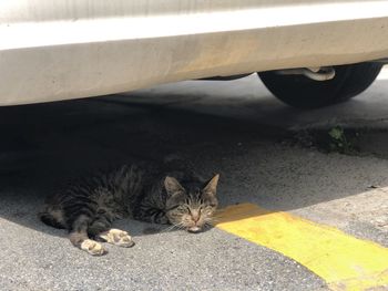 High angle view of cat resting on road