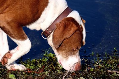 Side view of dog smelling ground