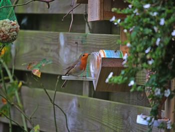 Low angle view of bird perching on feeder