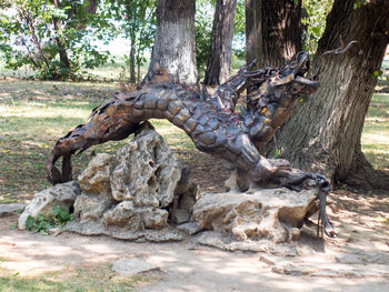 Tree trunk in forest