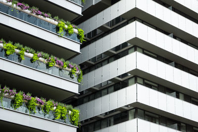 Potted plants on window of building