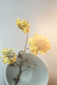 Close-up of yellow daisy blooming in park