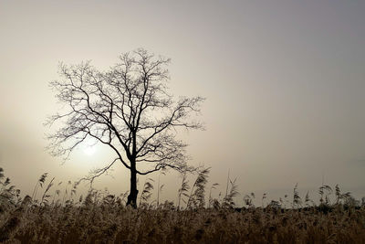 Bare tree on field against sky during sunset
