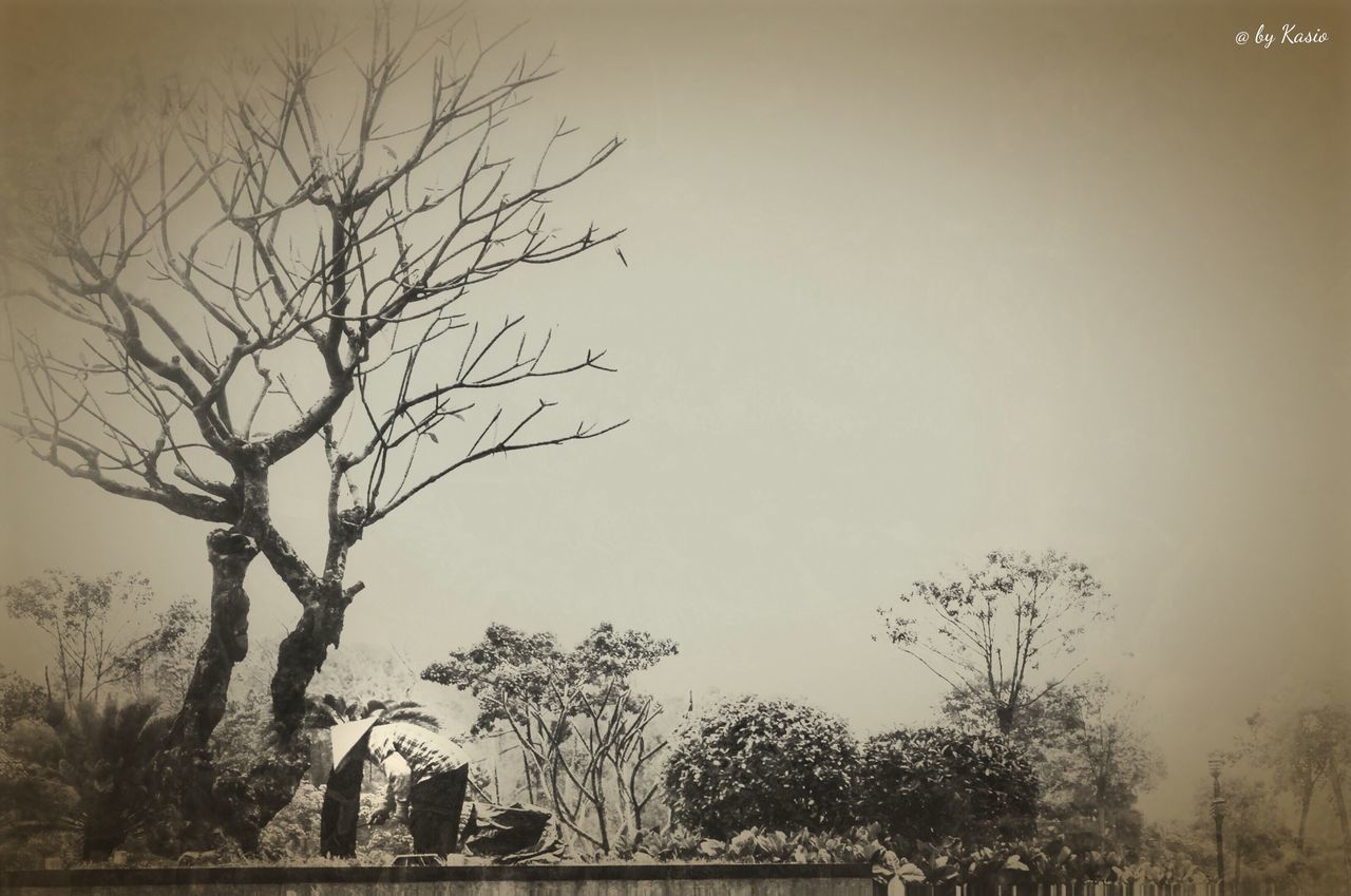 tree, bare tree, branch, clear sky, copy space, nature, tranquility, silhouette, growth, sky, tranquil scene, beauty in nature, low angle view, outdoors, dusk, day, no people, scenics, field, weather