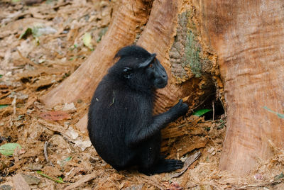 Monkey sitting in a forest