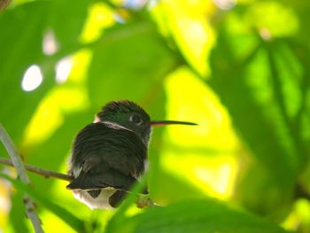 Close-up of bird perching on leaf