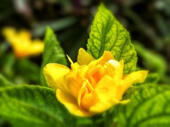 Close-up of yellow flower blooming outdoors