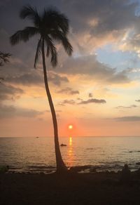 Palm trees on beach at sunset