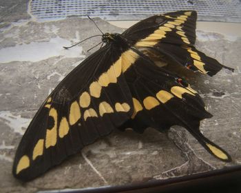 High angle view of butterfly