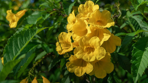 Close-up of yellow flowering plant