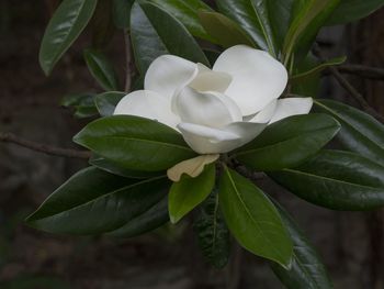 Close-up of flowers