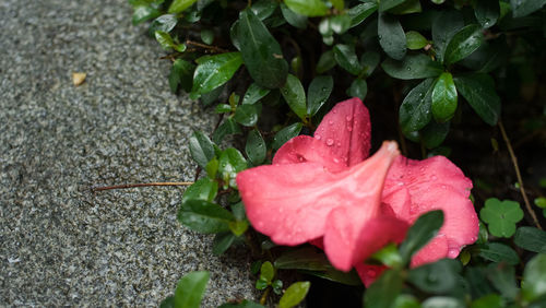 Close-up of pink flowers