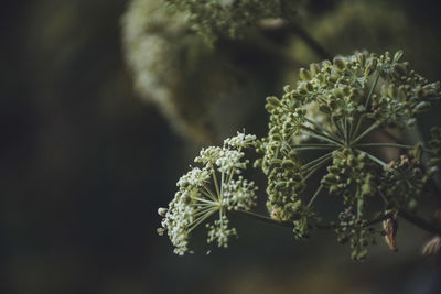 Close-up of white flowering plant