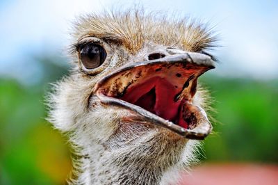 Close-up portrait of an ostrich