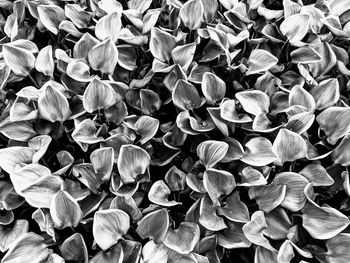 Full frame shot of flowering plants