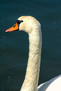 Close-up of swan in lake