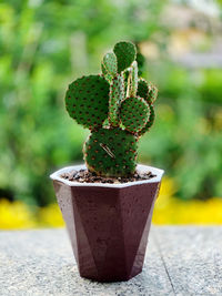 Close-up of succulent plant