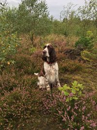 Dog sitting on stone wall