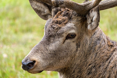 Close-up of deer