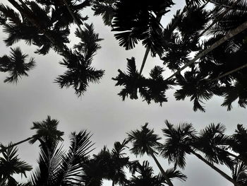 Low angle view of palm tree against sky