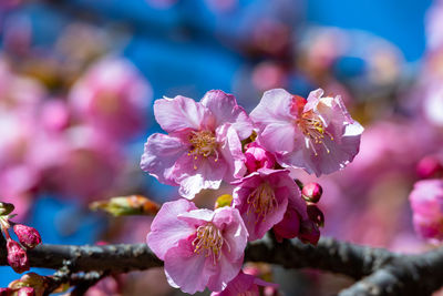 Close-up of pink cherry blossom