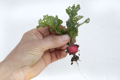 Midsection of person holding fruit against white background