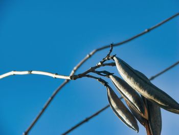 Low angle view of barbed wire against clear blue sky