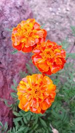 Close-up of yellow poppy blooming outdoors