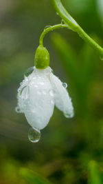 Close-up of wet white flower blooming outdoors