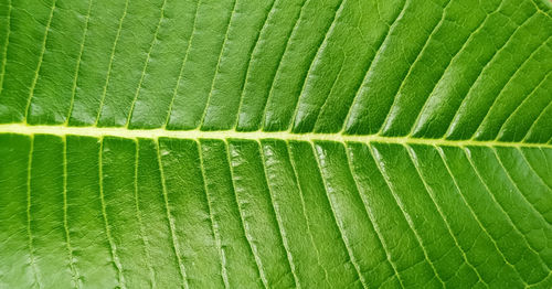 Full frame shot of green leaf