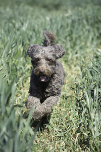 Portrait of dog running on grass