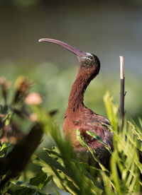 Close-up of a bird