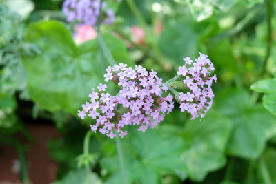 Close-up of purple flowering plant