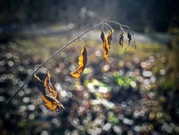Close-up of insect on leaf