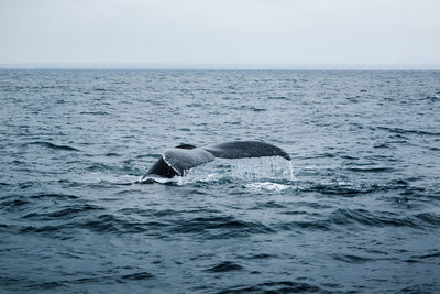 View of whale in sea